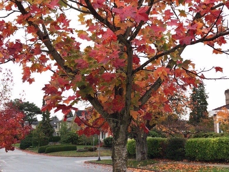 Autumn