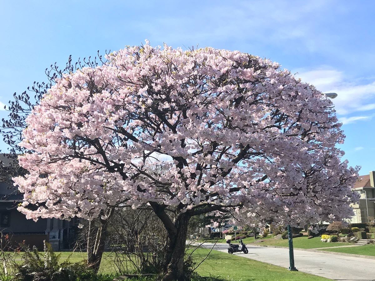 Spring
